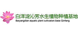 白洋淀沁芳水生植物种植公司